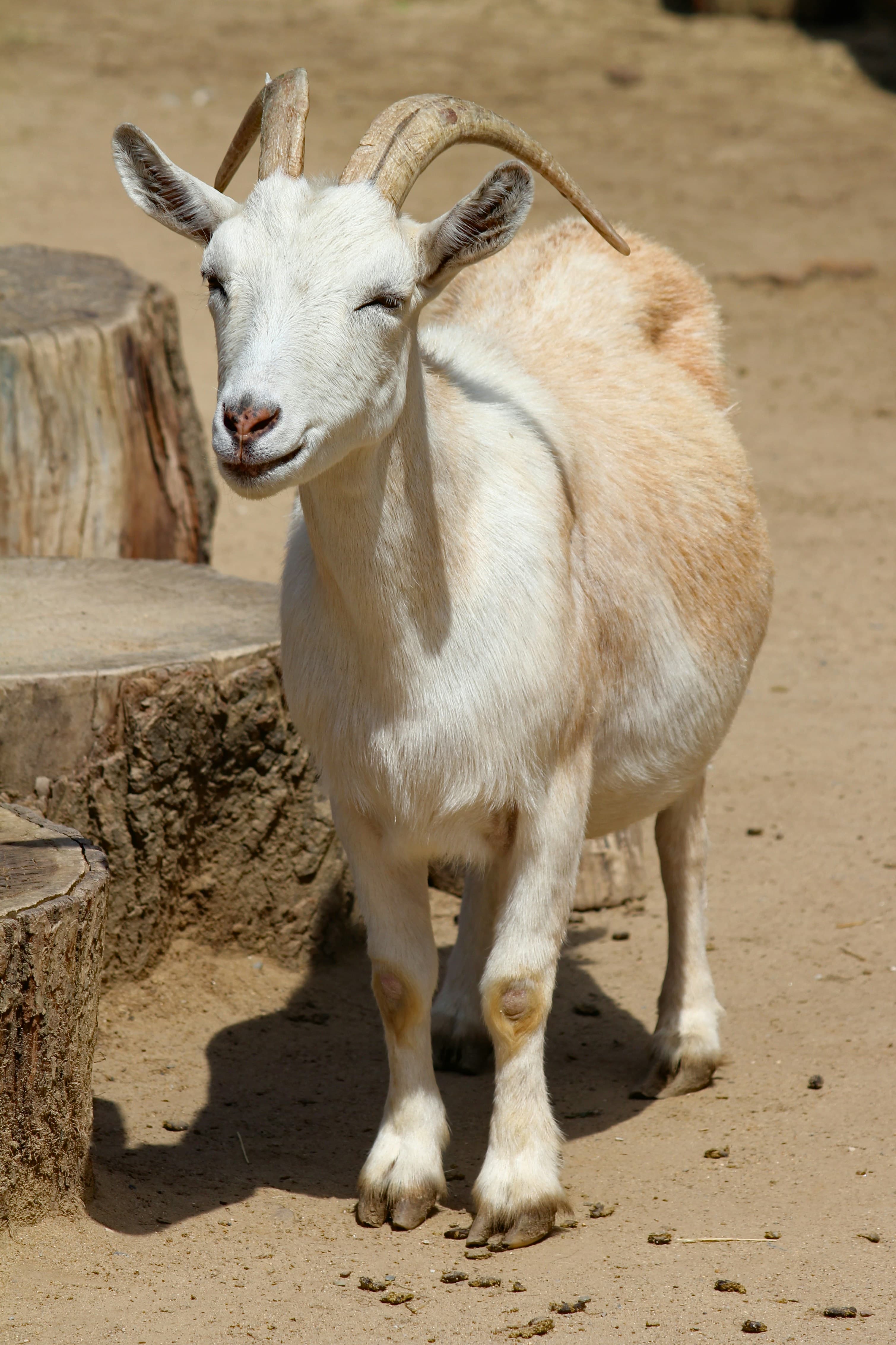 Figueria da foz